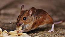 24 Hour & Emergency Exterminators in Des Lacs, ND